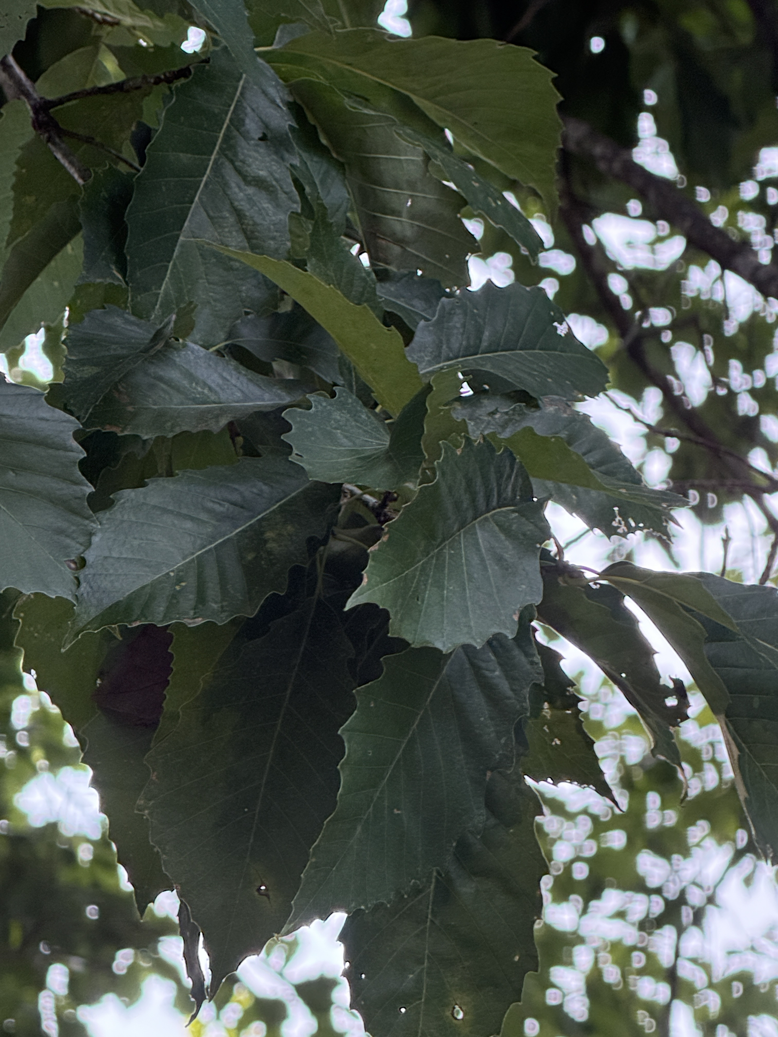 Quercus muehlenbergii &mdash; chinkapin oak