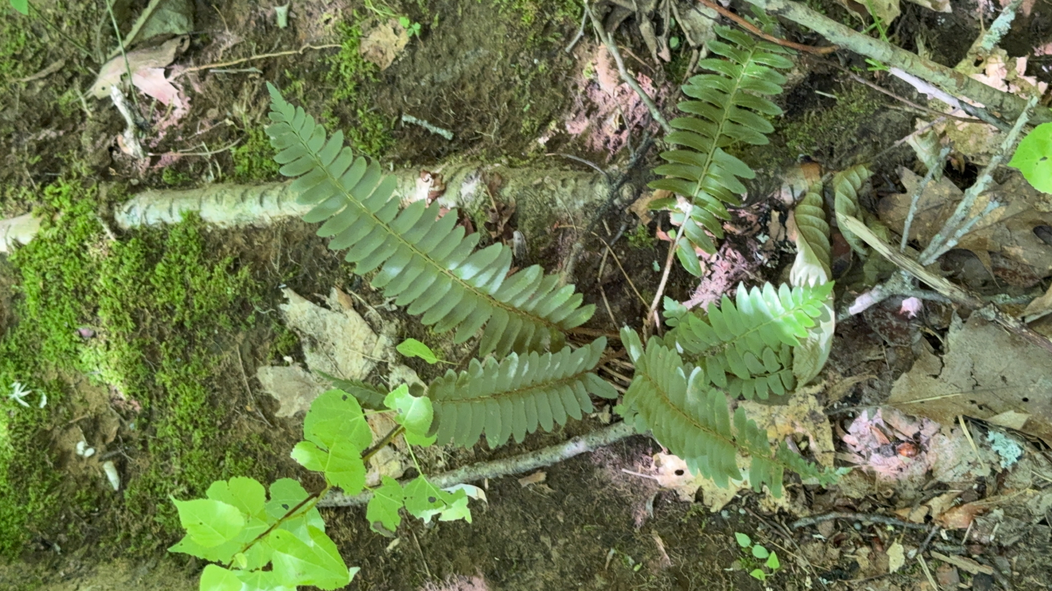 Polystichum acrostichoides &mdash; Christmas fern