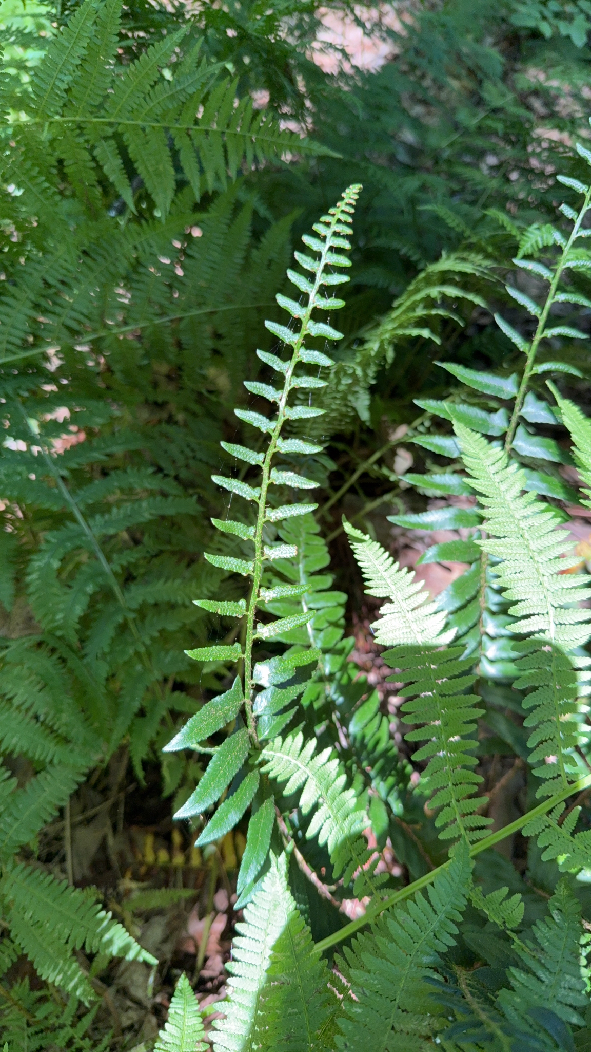 Polystichum acrostichoides &mdash; Christmas fern