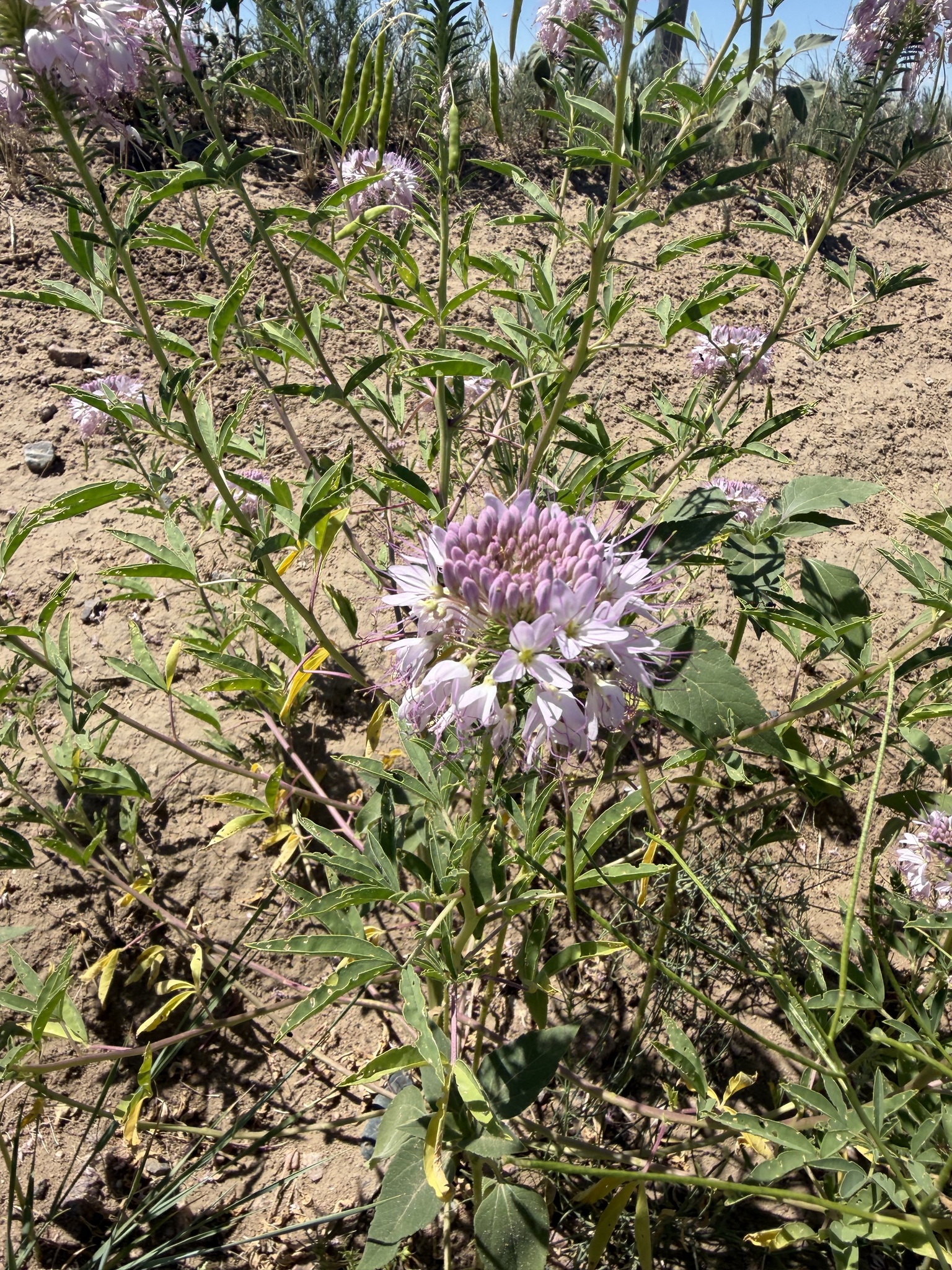 Cleome serrulata — Rocky Mountain Beeplant
