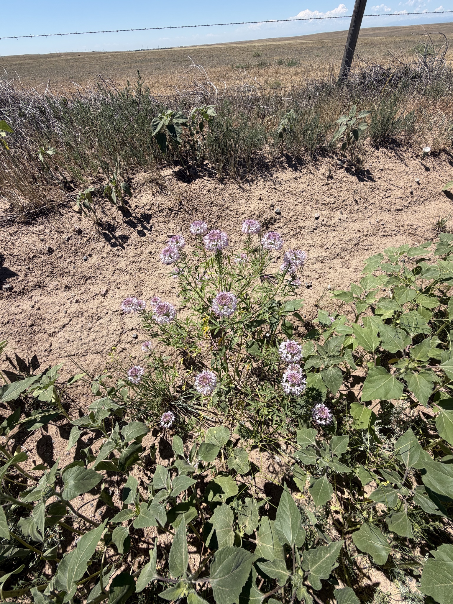 Cleome serrulata — Rocky Mountain Beeplant