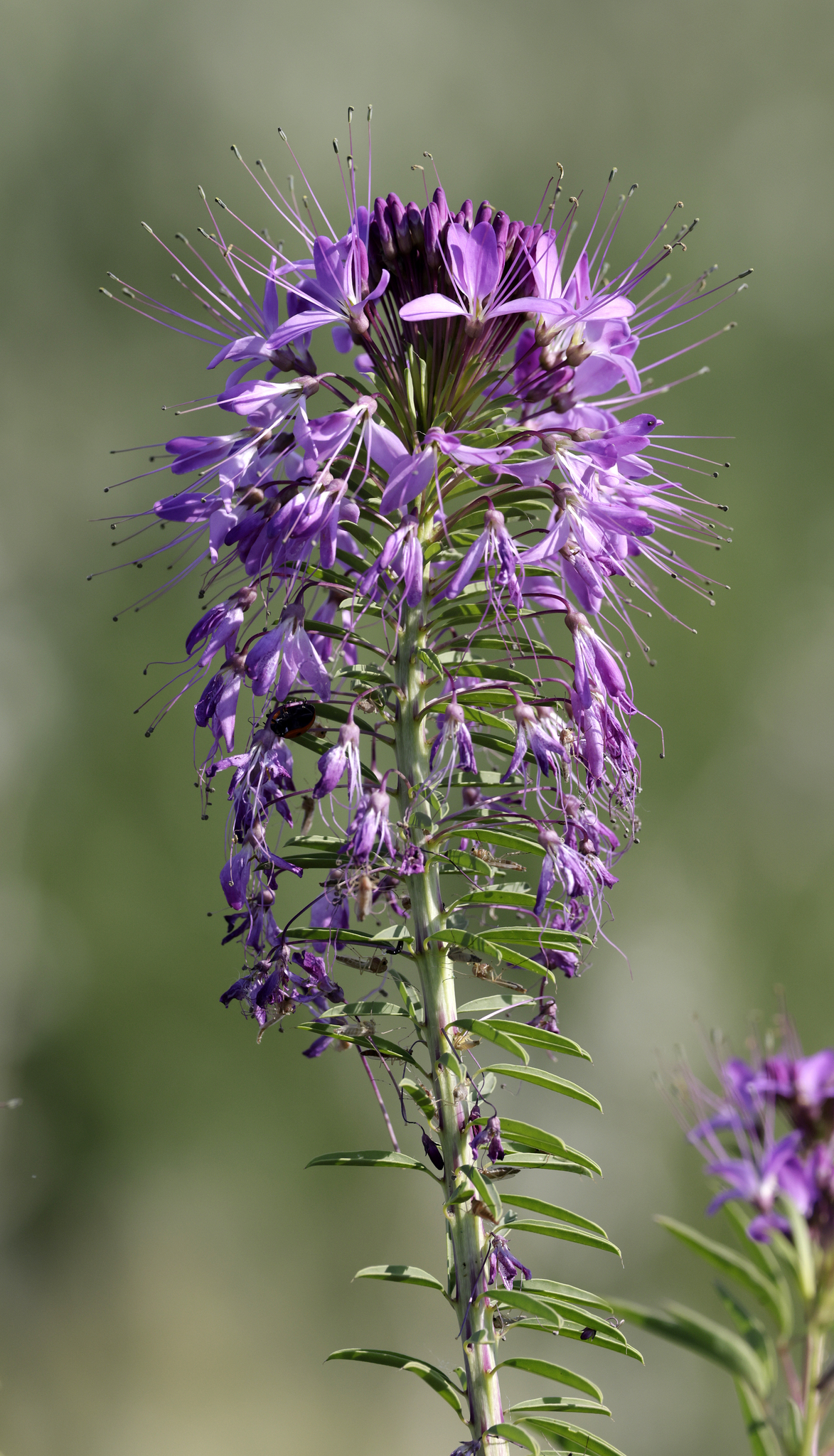 Cleome serrulata — Rocky Mountain Beeplant