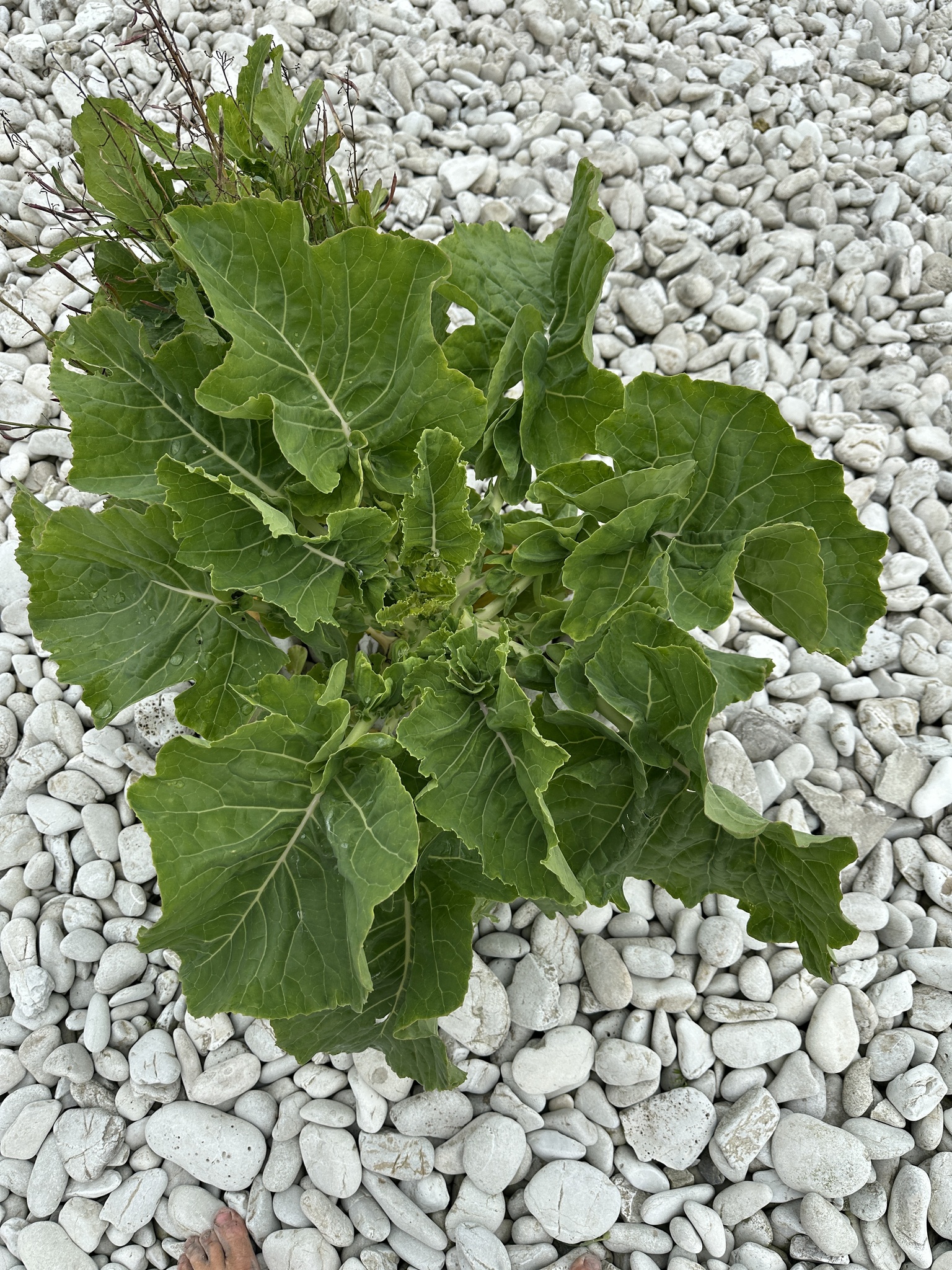 Brassica oleracea &mdash; cabbage, broccoli, and allies