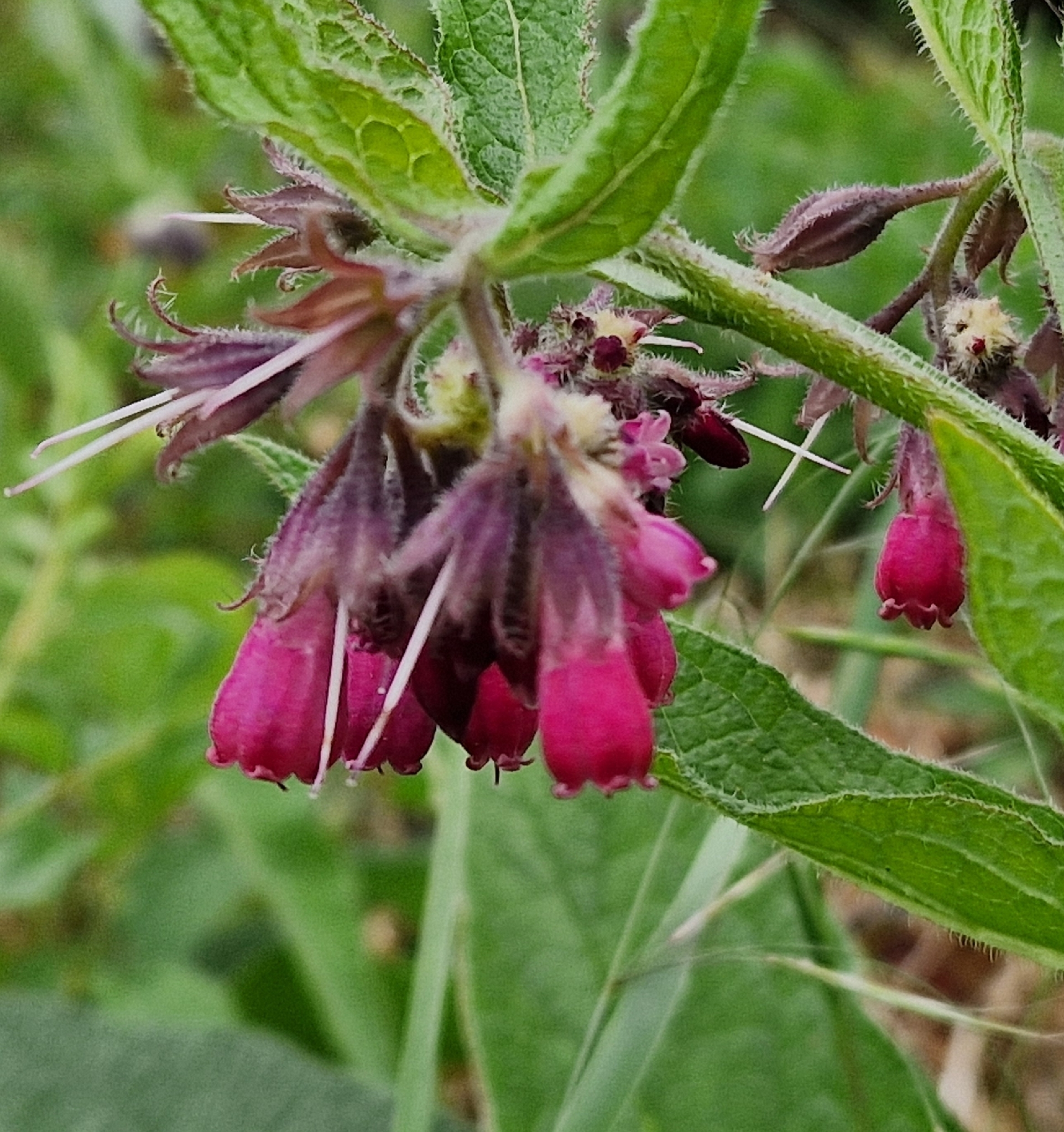 Symphytum officinale &mdash; kostival lékařský