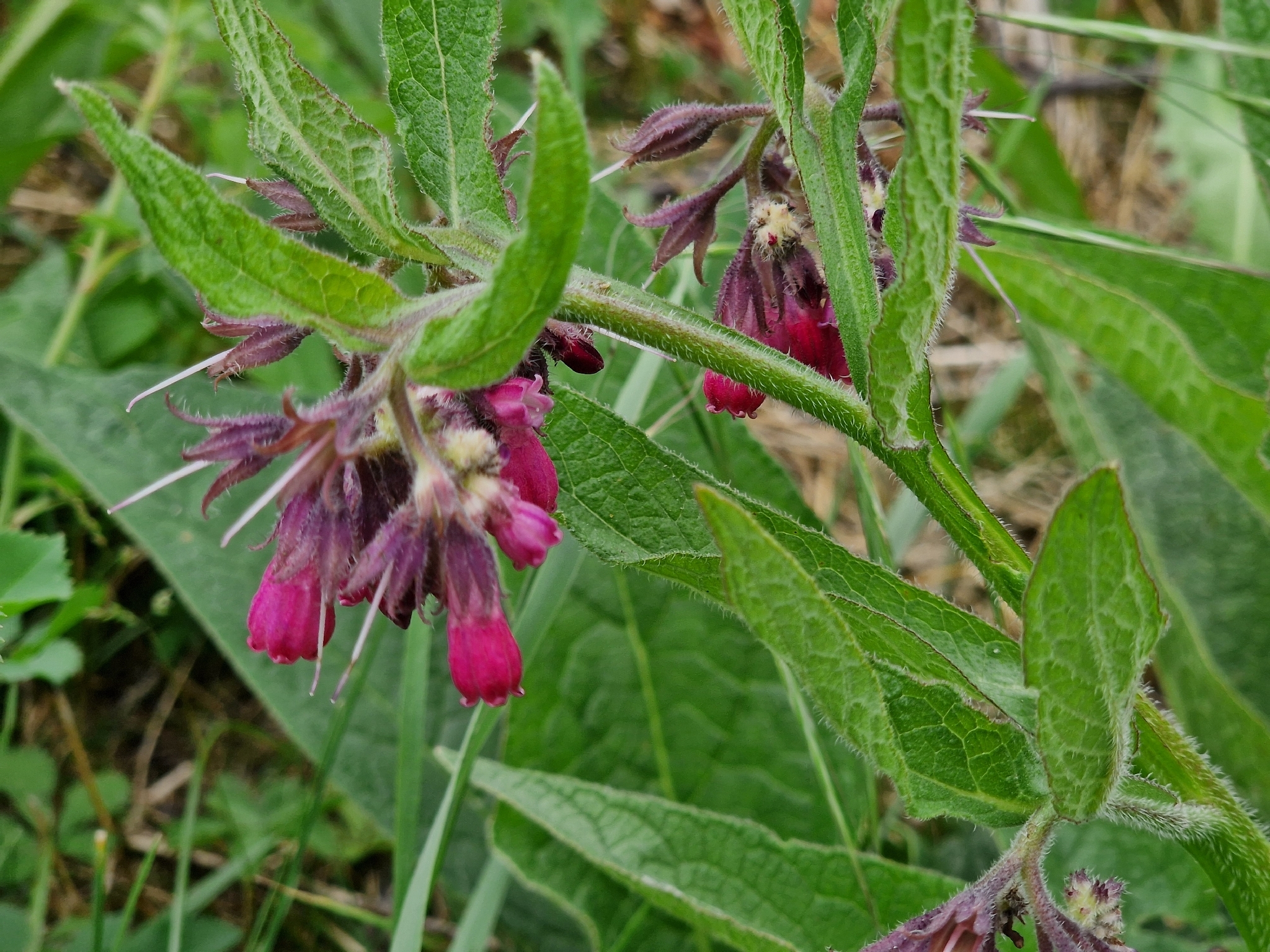 Symphytum officinale &mdash; kostival lékařský