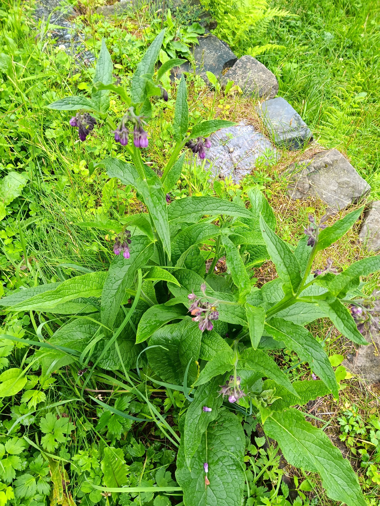 Symphytum officinale &mdash; kostival lékařský