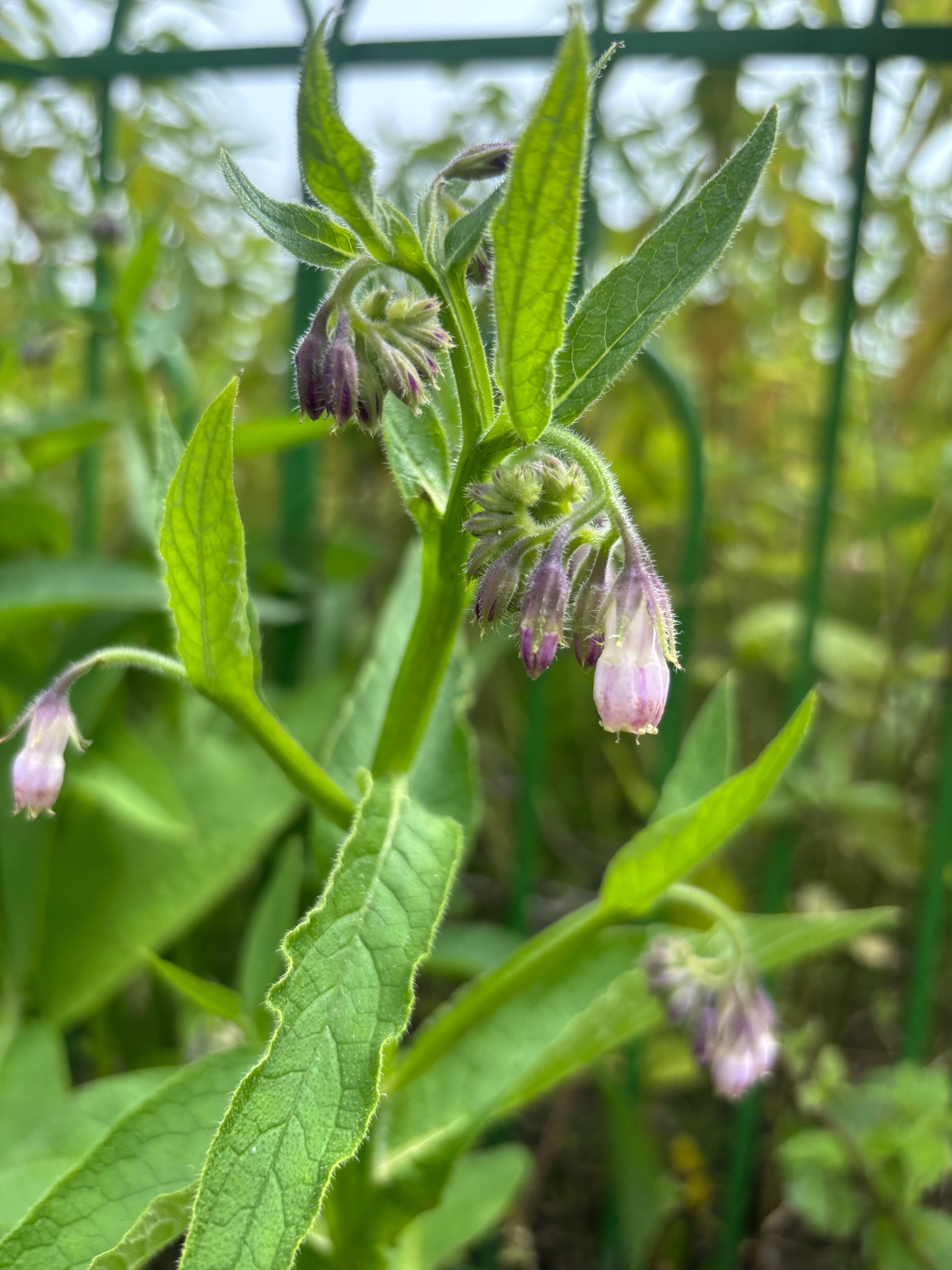 Symphytum officinale &mdash; żywokost lekarski