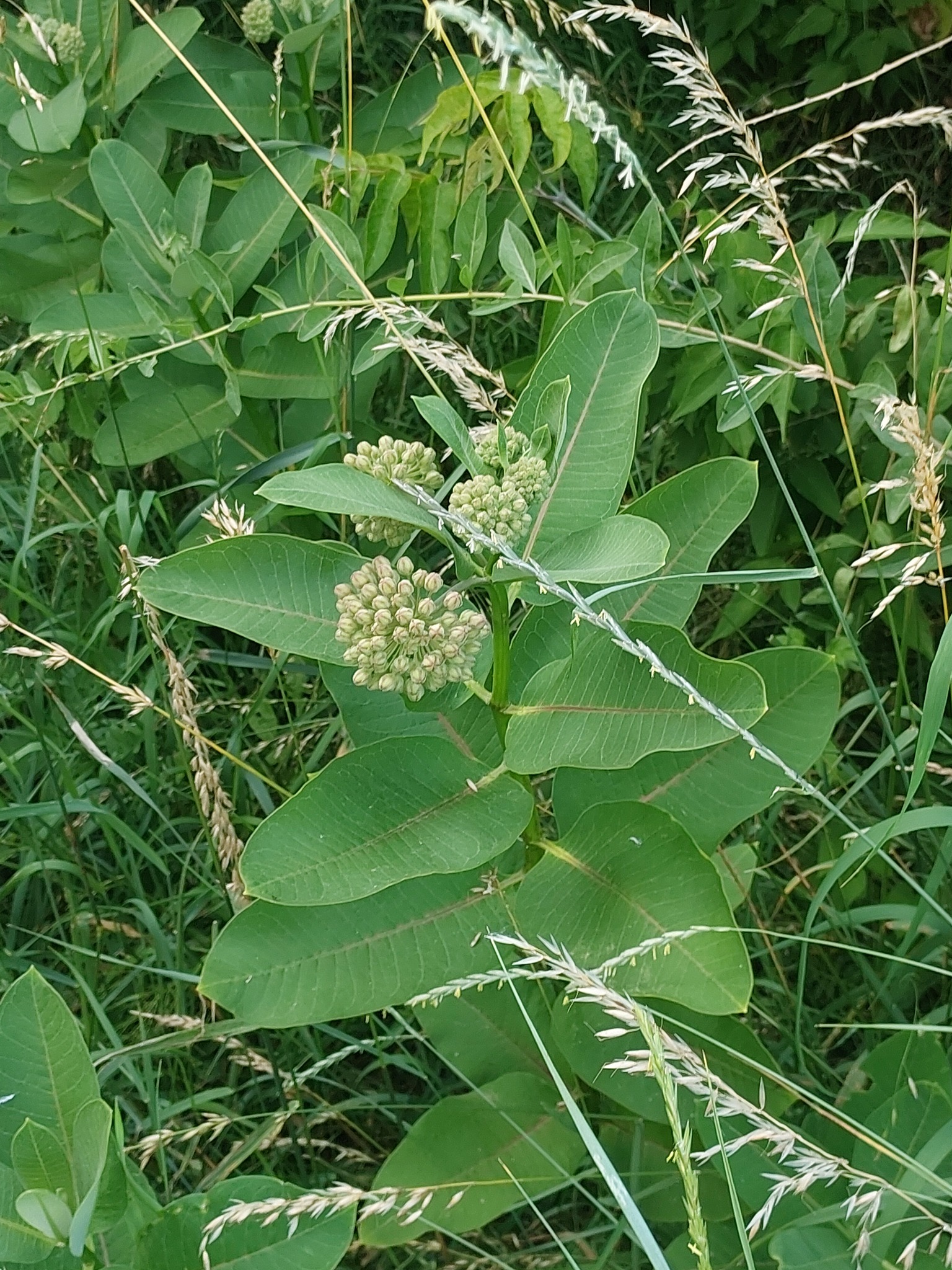 Asclepias syriaca &mdash; Ваточник сирійський