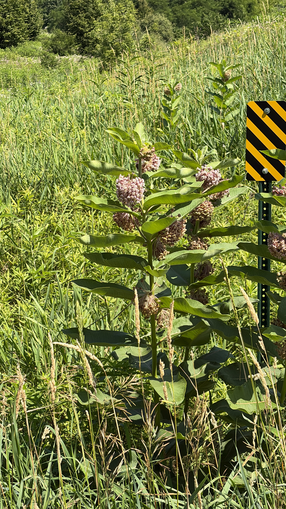 Asclepias syriaca &mdash; common milkweed