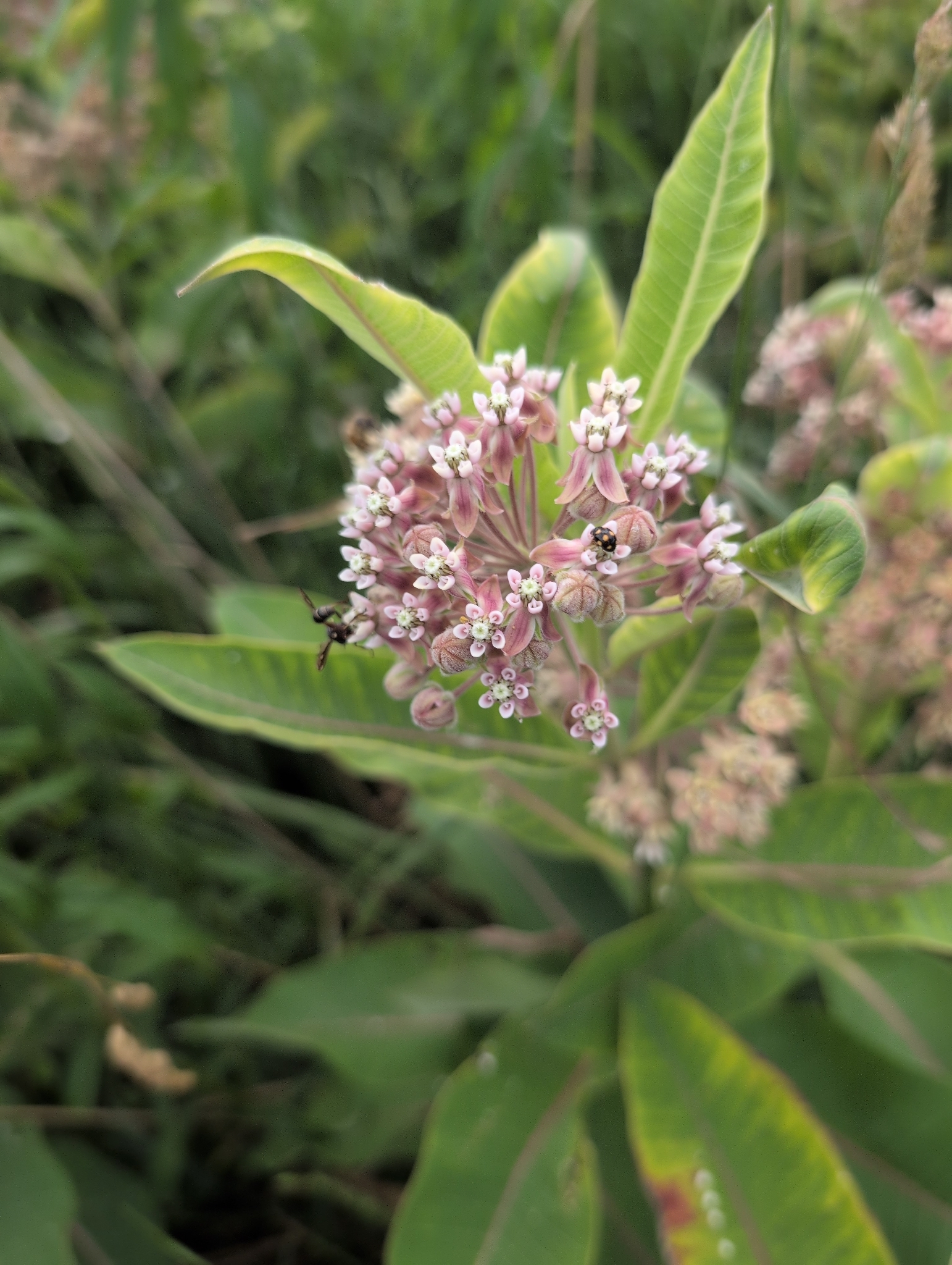 Asclepias syriaca &mdash; asclépiade commune