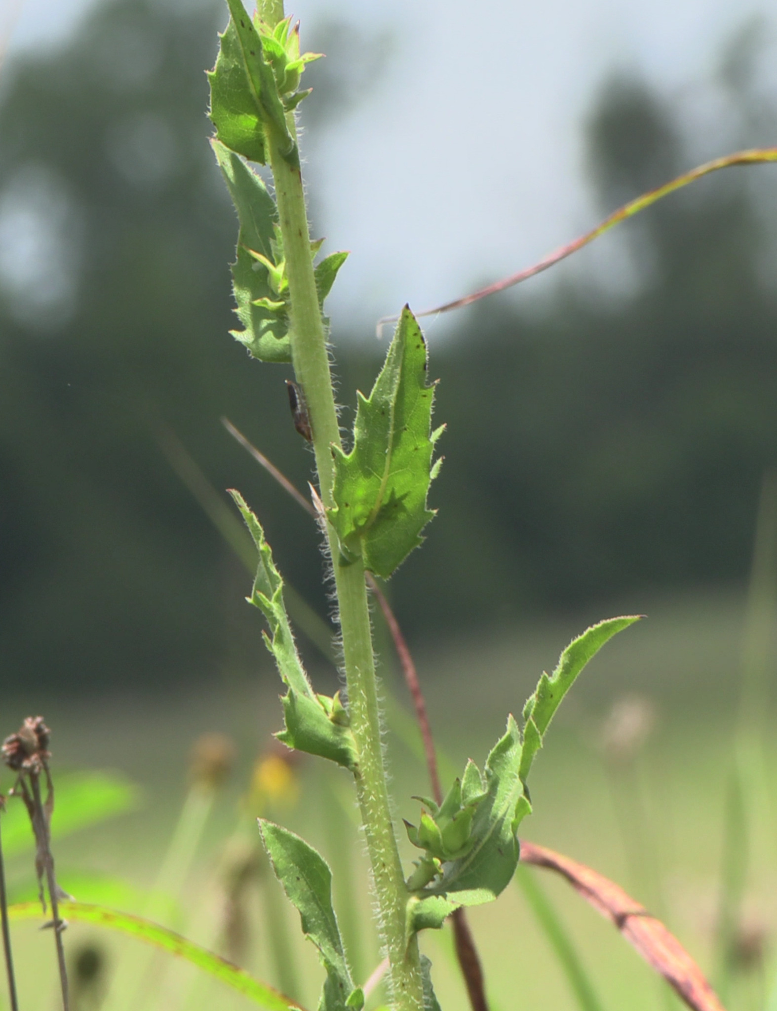 Silphium laciniatum &mdash; compass plant
