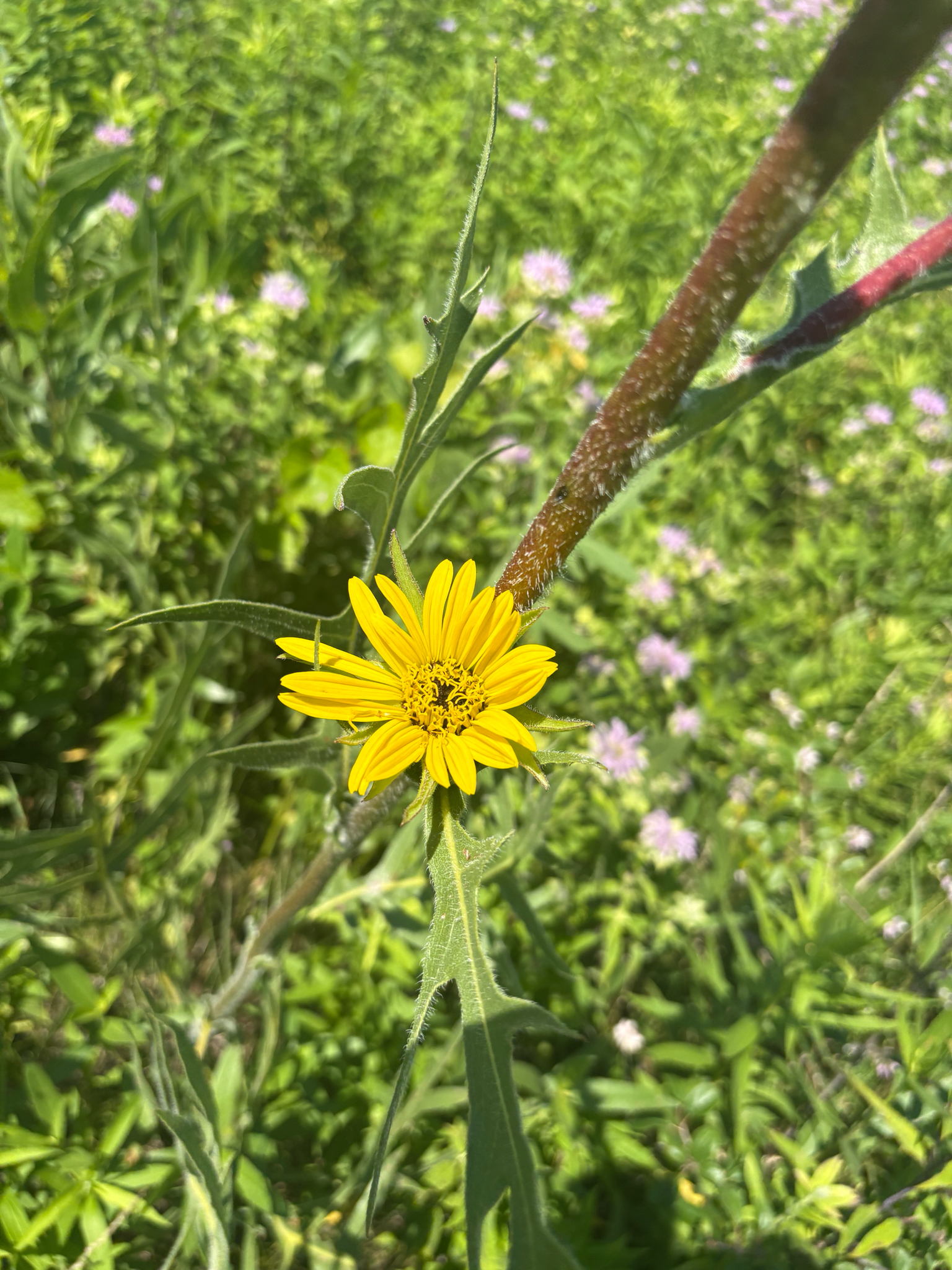 Silphium laciniatum &mdash; compass plant