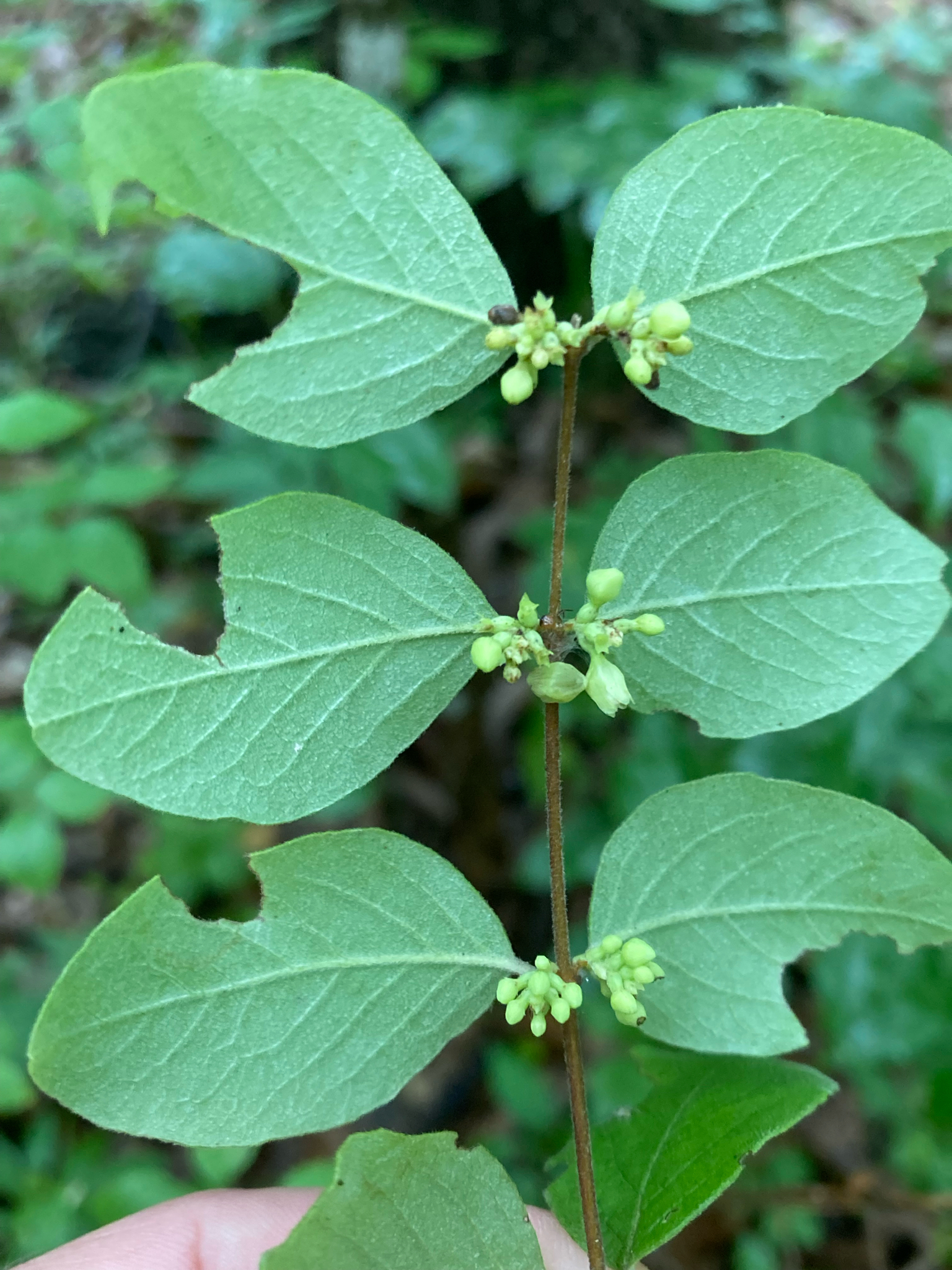 Symphoricarpos orbiculatus &mdash; coralberry