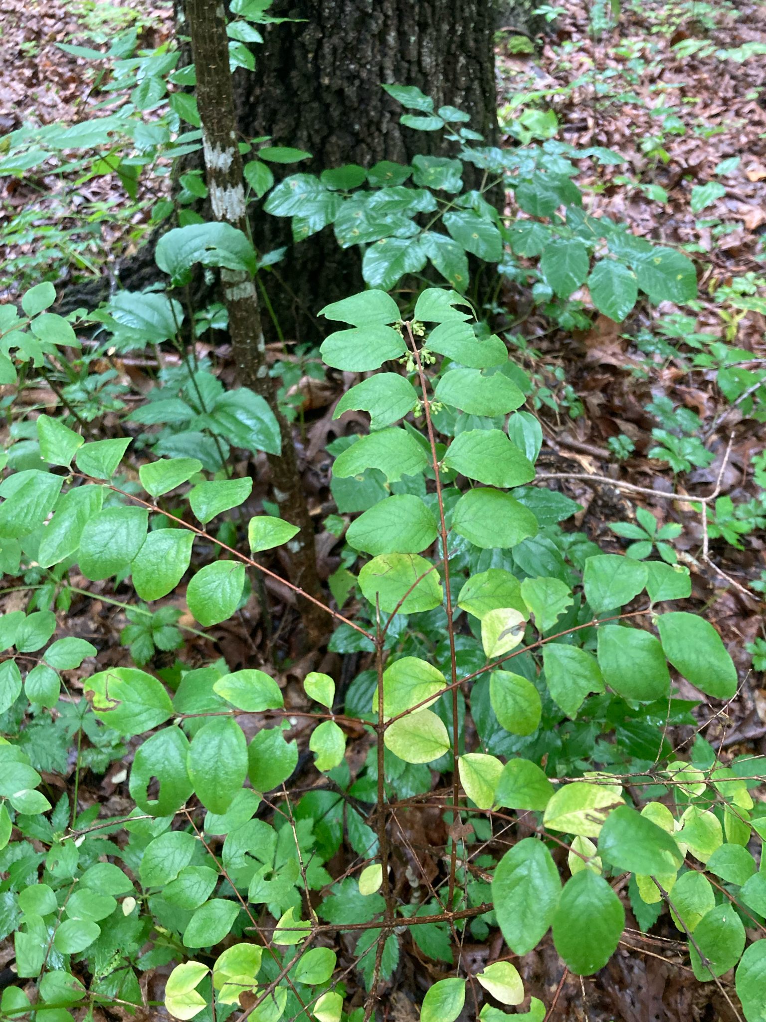 Symphoricarpos orbiculatus &mdash; coralberry