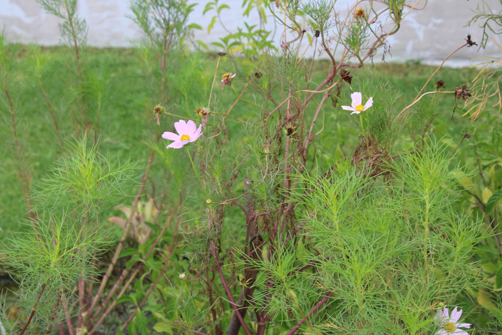 Cosmos bipinnatus — Girasol morado