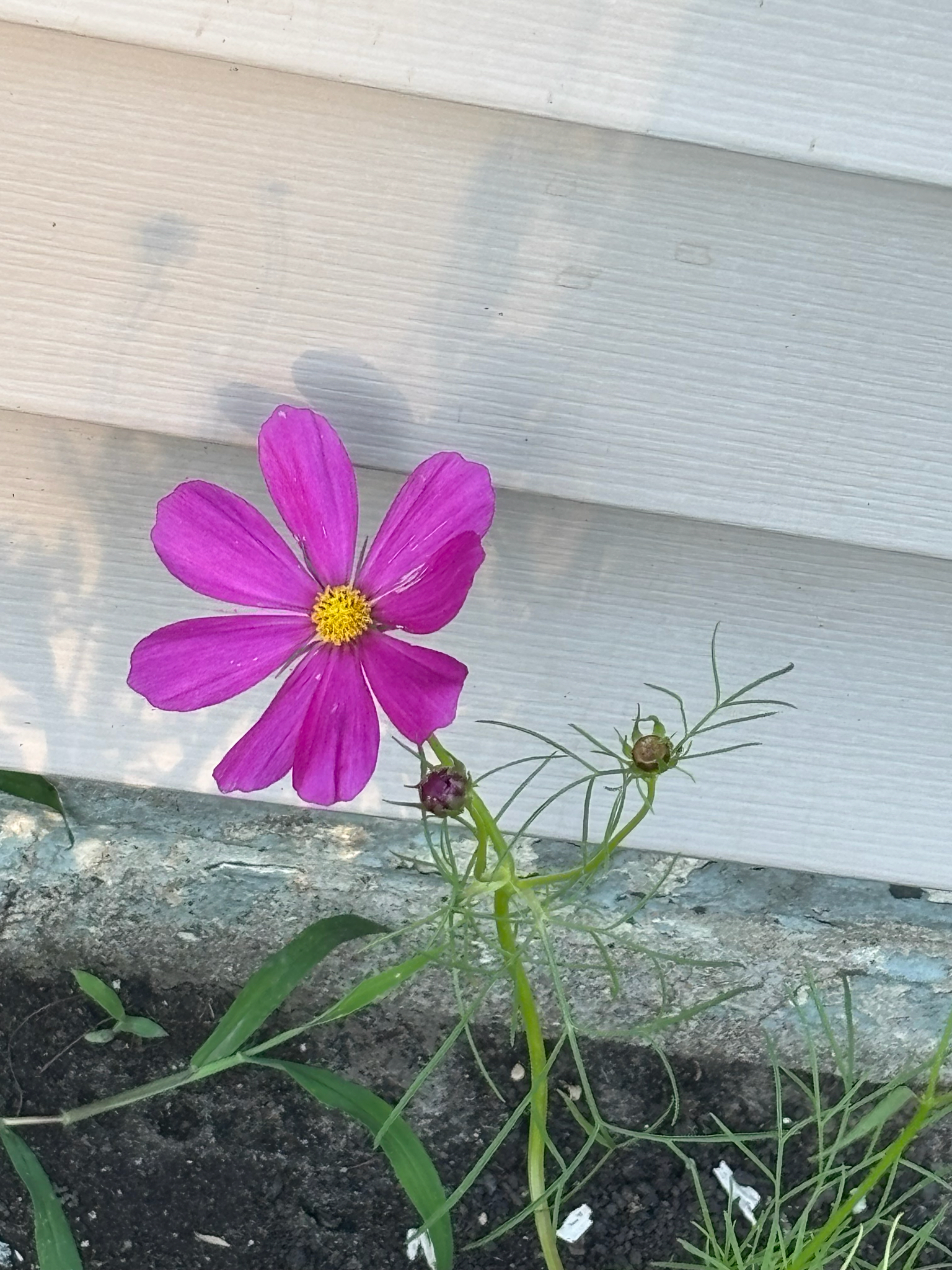 Cosmos bipinnatus — garden cosmos