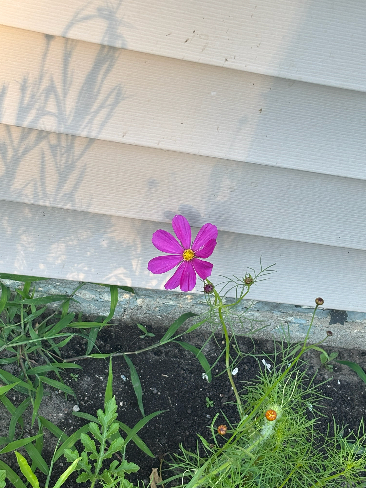 Cosmos bipinnatus — garden cosmos