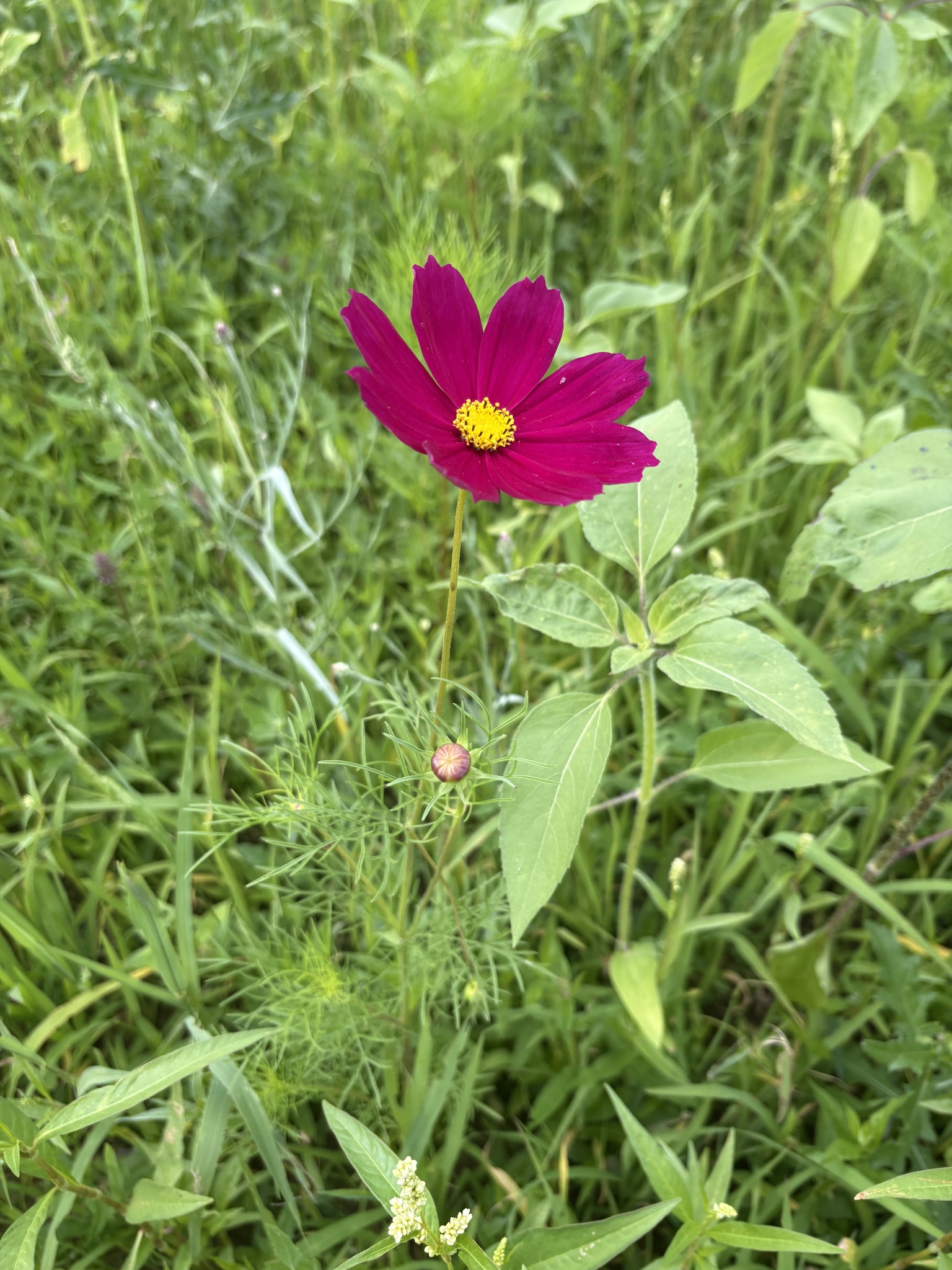 Cosmos bipinnatus — Kosmos podwójnie pierzasty