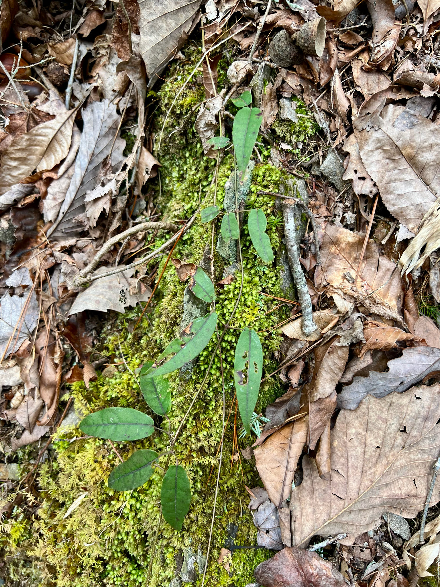 Bignonia capreolata &mdash; cross vine