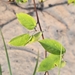 Amelanchier arborea — close-up detail