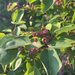 Amelanchier arborea — habit