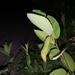 Amelanchier arborea — flower & foliage