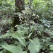 Eutrochium purpureum — field view