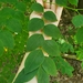 Gymnocladus dioicus — field view
