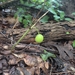 Podophyllum peltatum — field view