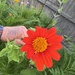 Tithonia rotundifolia — close-up detail