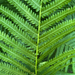 Matteuccia struthiopteris — habit
