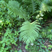 Matteuccia struthiopteris — flower & foliage
