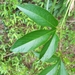 Passiflora incarnata — field view