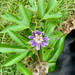 Passiflora incarnata — flower & foliage