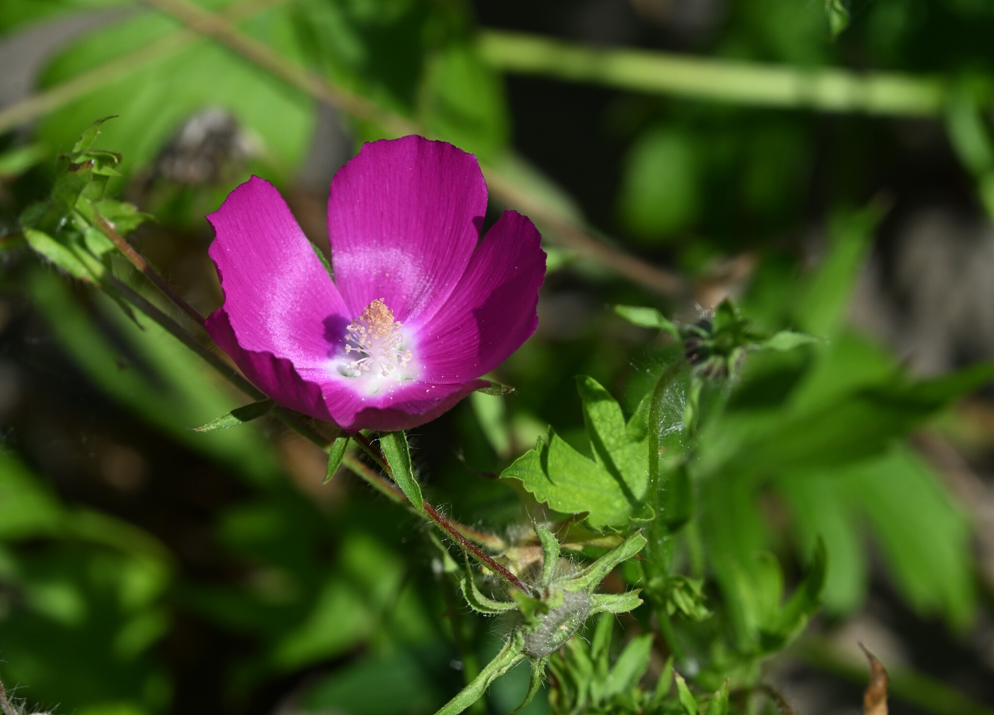 Callirhoe involucrata — habit