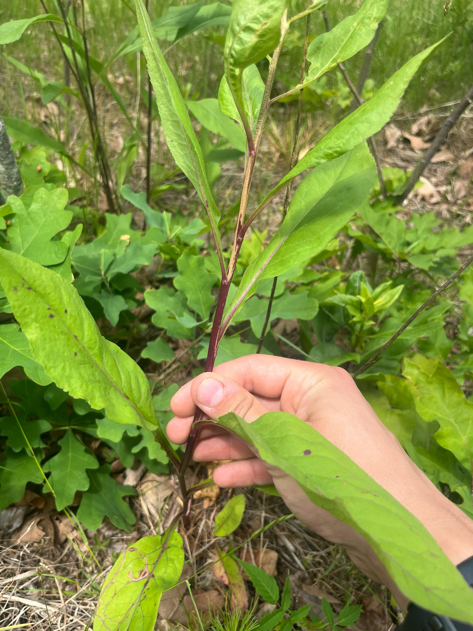 Solidago speciosa — habit