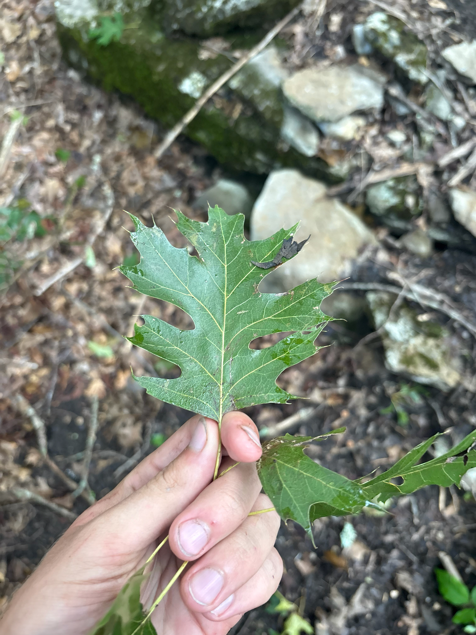 Quercus shumardii — habit