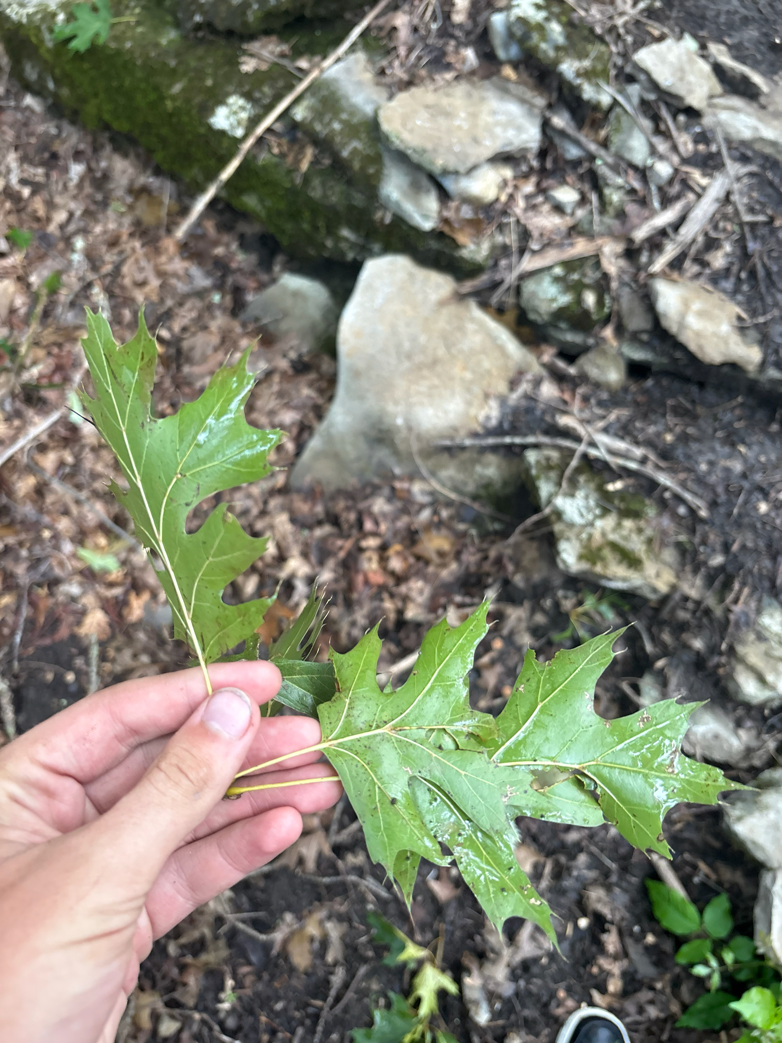 Quercus shumardii — habit