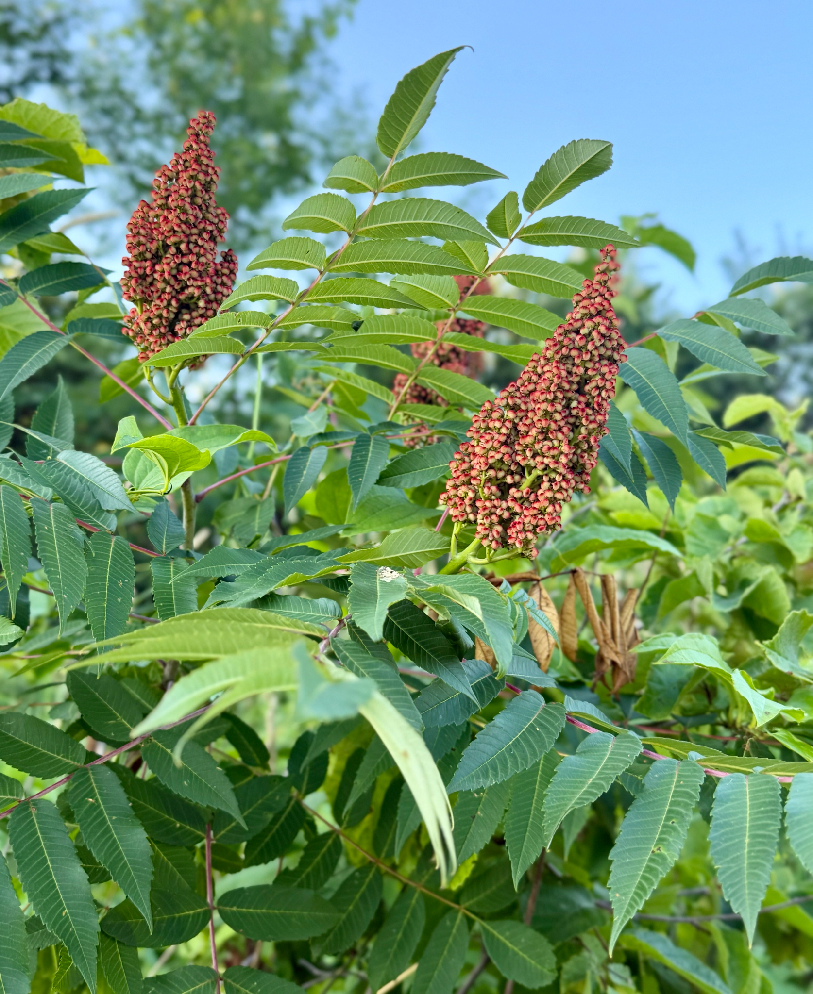 Rhus glabra — habit