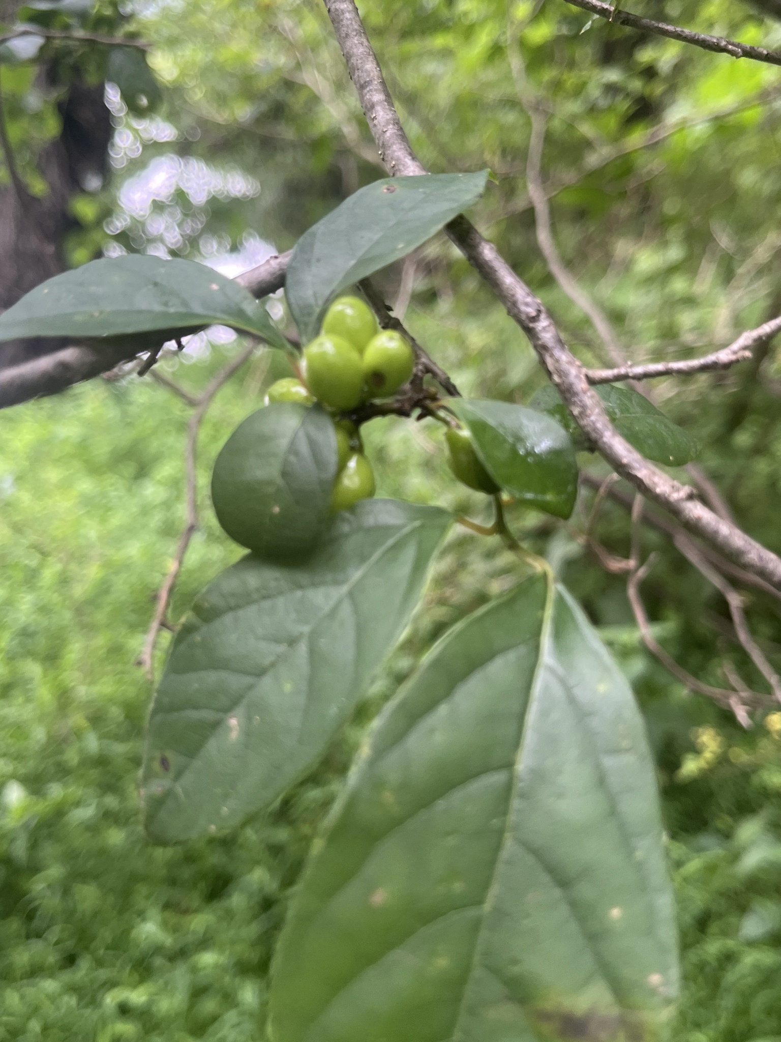 Lindera benzoin — habit