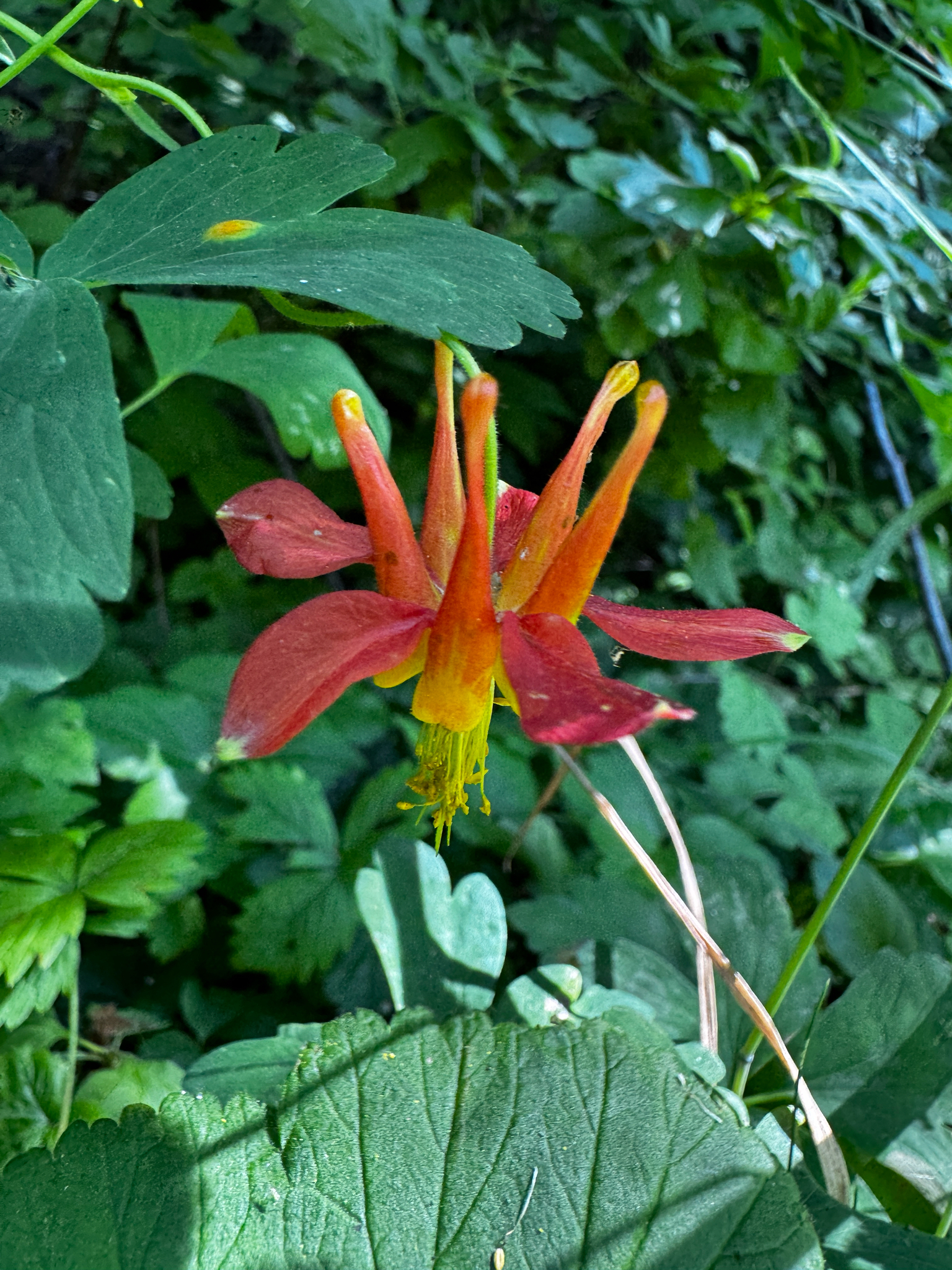 Aquilegia canadensis — habit