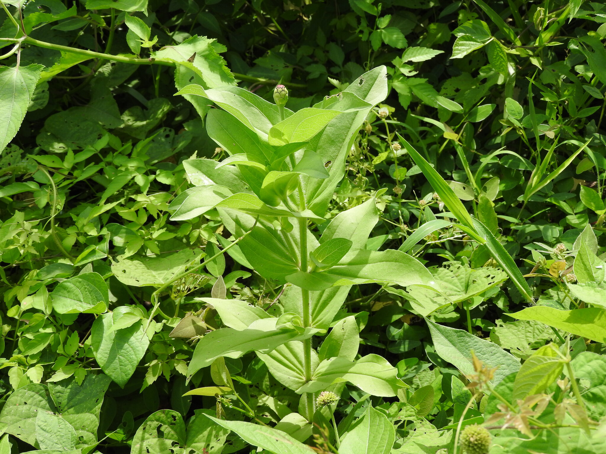 Zinnia elegans — habit