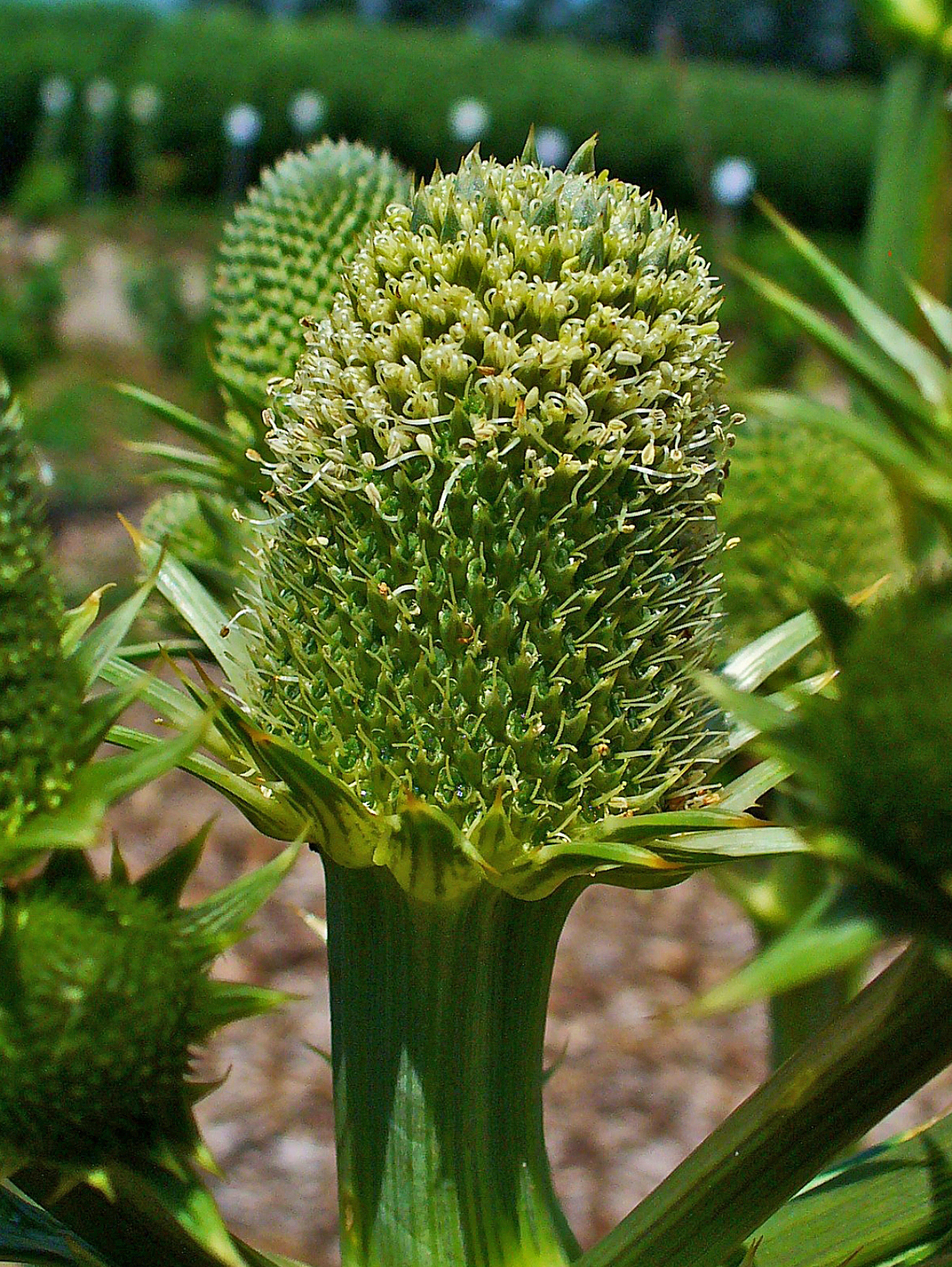 Eryngium yuccifolium &mdash; habit