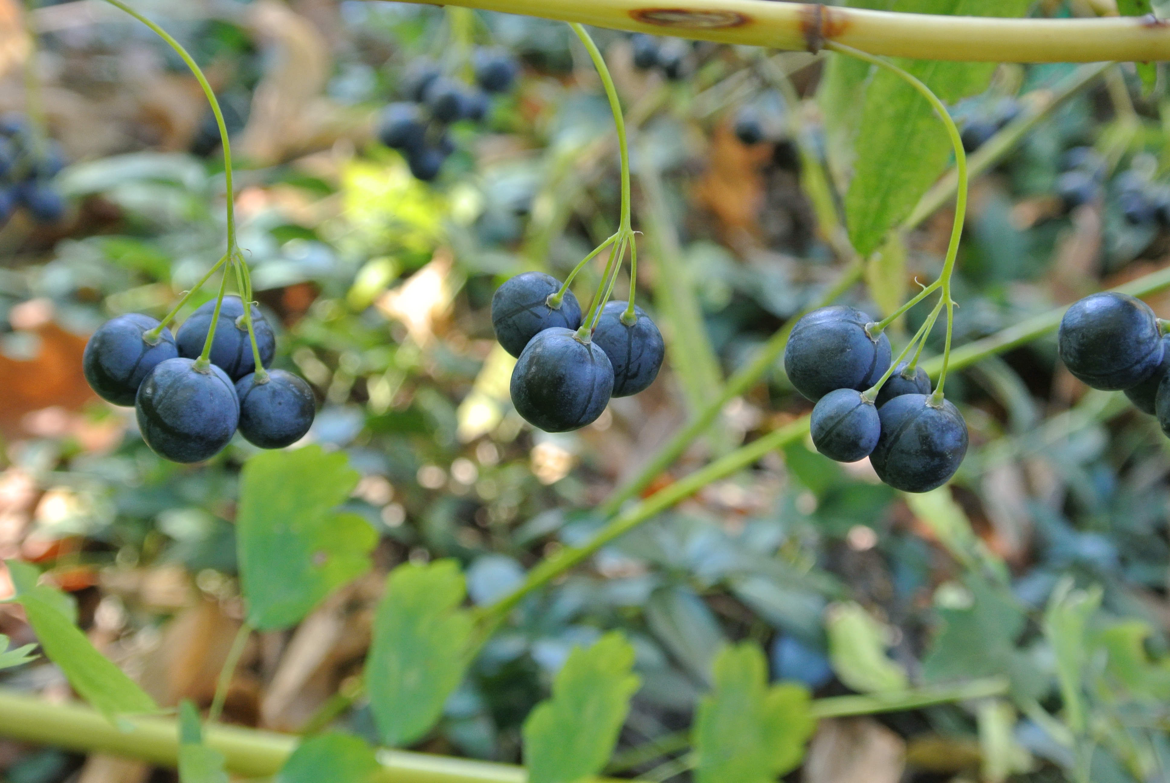 Polygonatum biflorum &mdash; habit