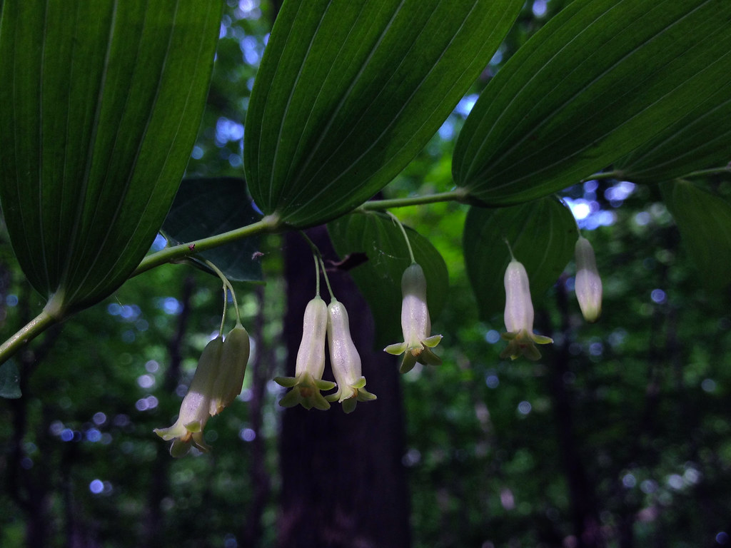 Polygonatum biflorum &mdash; habit