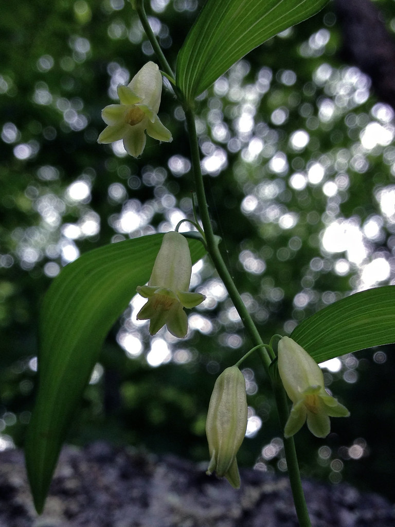 Polygonatum biflorum &mdash; habit