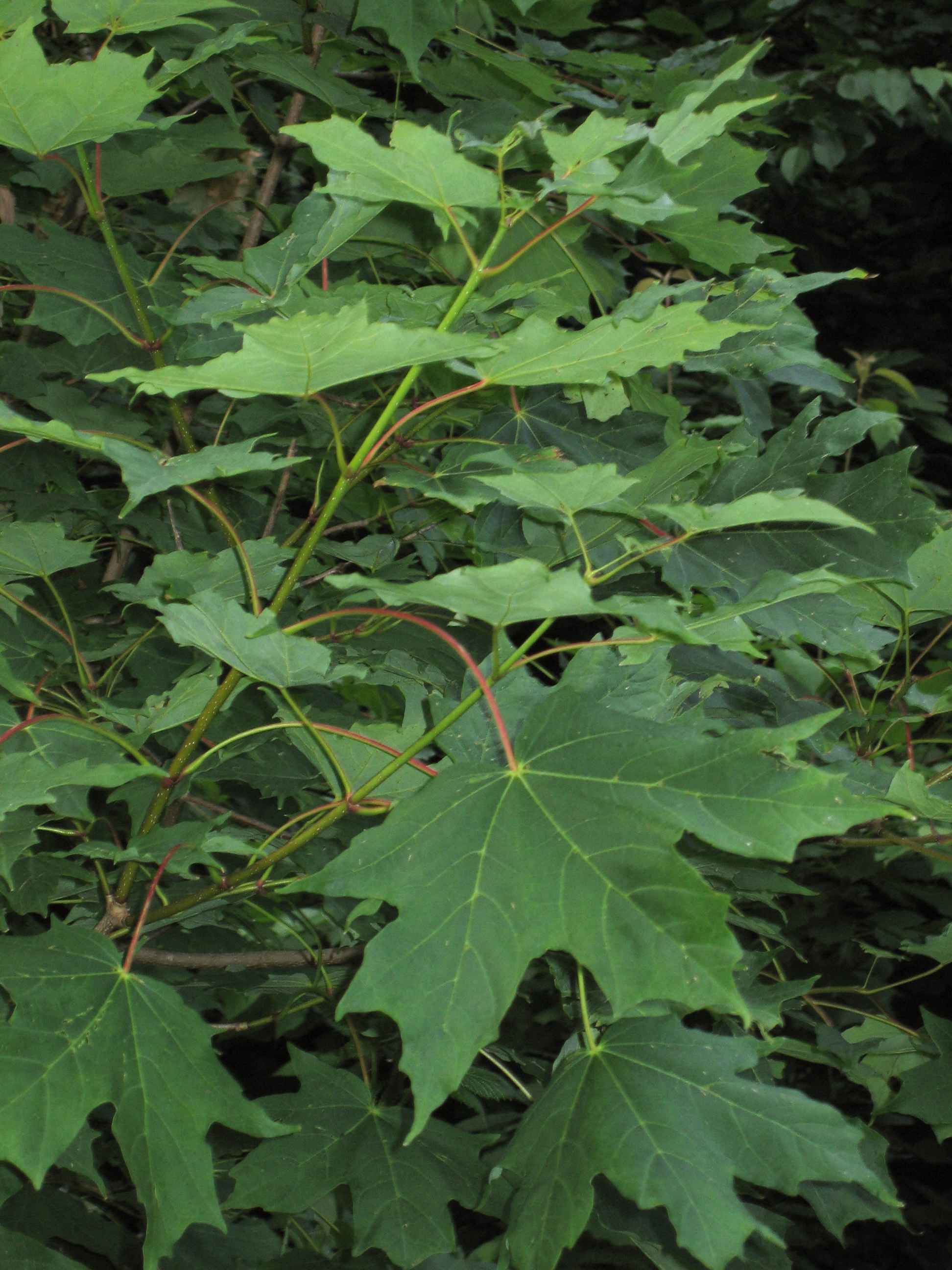 Acer saccharum &mdash; habit