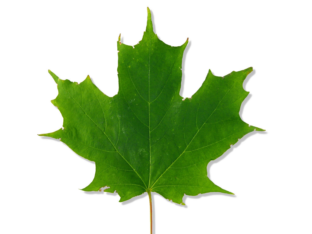 Acer saccharum &mdash; habit