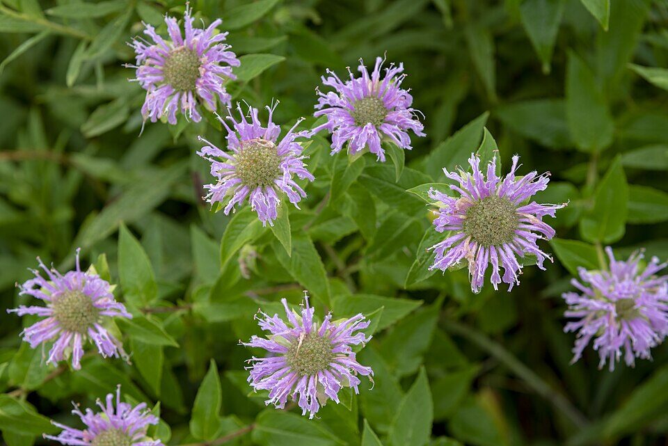 Wild Bergamot (Monarda fistulosa) lavender-pink flower head with exserted stamens